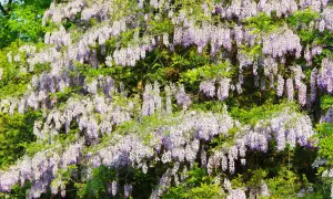 Kwiaty glicynii zwisają kaskadami. Choć piękne, warto wiedzieć, czy wisteria jest trująca, by zachować ostrożność.