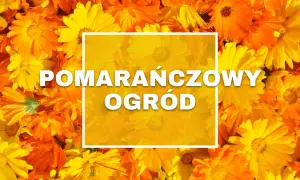 Gęsto ułożone, jaskrawe pomarańczowe kwiaty tworzą tło dla białego napisu "POMARAŃCZOWY OGRÓD".