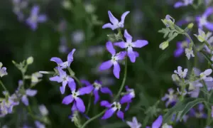 Delikatne, fioletowe kwiaty lewkonia dwurożna tworzą barwny kobierzec na zielonym tle.