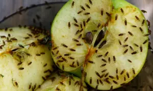 Rozpołowione jabłko przyciąga roje muszek owocówek. To naturalny domowy sposób na ich pozbycie się.