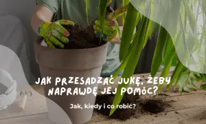 Ręce w rękawiczkach przesadzają jukę do nowej doniczki. Poradnik, jak to zrobić, by roślina rosła zdrowo.
