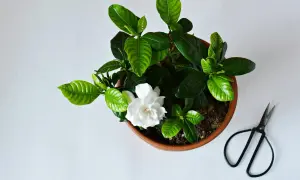 Piękny kwiat gardenia w doniczce, obok czarne nożyczki.