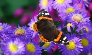 Motyl admirał na fioletowych marcinkach.