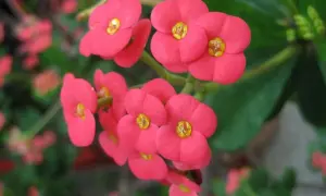 Jasnoróżowe kwiaty Euphorbia milii, zwane koroną cierniową, tworzą bukiet.