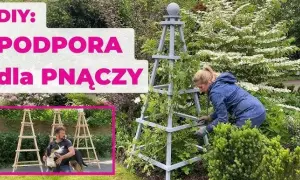 Jak zrobić pergolę na róże, aby pięknie kwitły przez lata