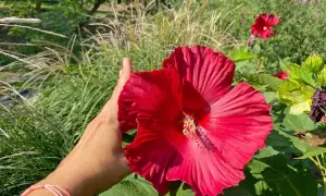 Dłoń podtrzymuje wielki, czerwony hibiskus bagienny. Wspaniała uprawa!