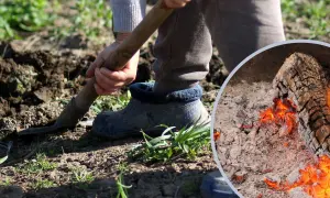 Osoba kopie ziemię, a obok żarzy się ognisko, z którego powstaje cenny popiół drzewny.