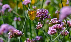 Żółty motyl na fioletowych kwiatach werbeny patagońskiej. Uprawa tej rośliny przyciąga pożyteczne owady.