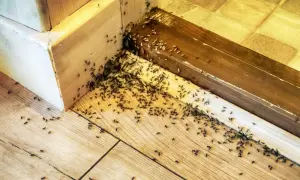 Mrówki w domu? Zobacz, jak znaleźć gniazdo mrówek w domu, obserwując ich ścieżki przy listwie przypodłogowej.