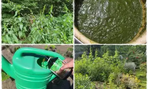 Przygotowanie naturalnego nawozu z pokrzyw. Gnojówka z pokrzyw to bogactwo składników odżywczych dla roślin.