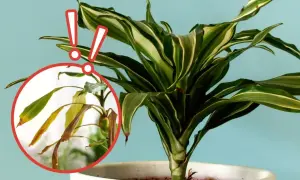 Dracena z żółknącymi liśćmi. Zwróć uwagę na podlewanie, by uniknąć przesuszenia.