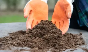 Ręce w pomarańczowych rękawiczkach przesypują ziemię do truskawek.