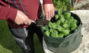 Osoba dodaje ziemię do worka z młodymi ziemniakami. To dobry moment, kiedy sadzić ziemniaki w workach, by uzyskać obfite plony.
