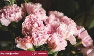 Delikatne, różowe goździki z kroplami rosy. Pielęgnacja i uprawa tych pięknych kwiatów jest prosta.