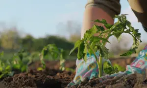 Sadzenie pomidorów zgodnie z kalendarzem biodynamicznym działkowca. Rękawiczki w kolorowe wzory chronią dłonie podczas pracy w ziemi.