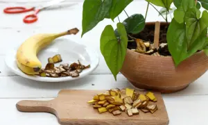 Nawóz z bananów do jakich roślin? Skórki bananów posiekane na desce i talerzu, gotowe do użycia jako naturalny nawóz dla roślin doniczkowych.