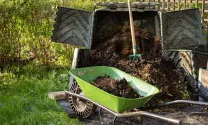 Zielona taczka pełna ziemi obok kompostownika, gdzie widoczny jest nawóz organiczny i widły.