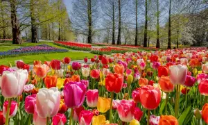 Wiosenny ogród pełen kolorowych tulipanów, idealny czas, kiedy kwitną tulipany.