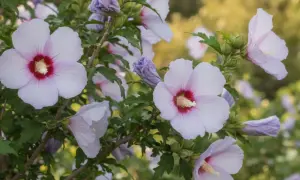Delikatne, jasnoróżowe kwiaty hibiskusa odmiany Syryjskiego, z purpurowym środkiem, rozkwitają na tle zielonych liści.