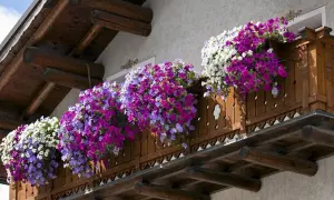 Kwiaty werbeny na balkon tworzą kaskadę fioletowych i białych kwiatów, ozdabiając drewnianą balustradę.
