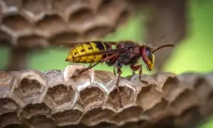 Skuteczne sposoby na osy w ogrodzie: naturalne metody i porady eksperta