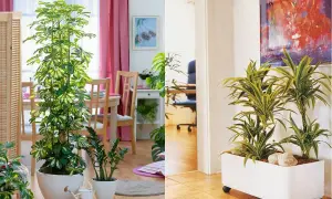 Najlepsze kwiaty do przedpokoju, które przetrwają w cieniu i są bezpieczne dla dzieci