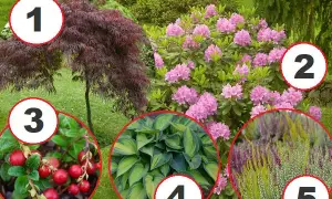 Jakie rośliny posadzić obok rododendronów: sprawdzone aranżacje ogrodowe