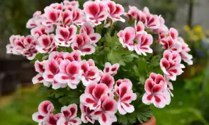 Kwitnące pelargonie angielskie w doniczce, z pięknymi, dwukolorowymi kwiatami w odcieniach bieli i głębokiej czerwieni.