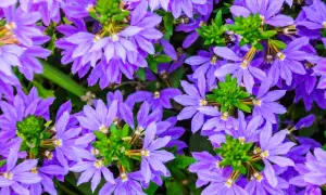Mnóstwo fioletowych kwiatów scaevola uprawa tworzy barwny kobierzec.