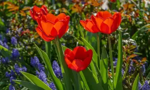 Trzy czerwone tulipany botaniczne rozkwitają wśród niebieskich szafirków i zielonych liści.