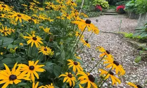 Żółte kwiaty rudbekii błyszczą w słońcu, tworząc barwny dywan przy kamienistej ścieżce.
