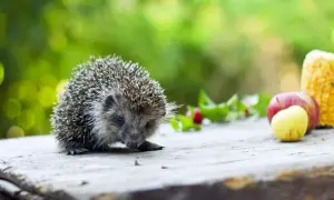 7 skutecznych sposobów jak zwabić jeża do ogrodu i cieszyć się jego obecnością
