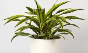 Dracena w białej donicy, z liśćmi o zielono-żółtych paskach. Idealne stanowisko dla tej rośliny to jasne, ale bez bezpośredniego słońca.
