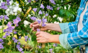 Ręce pielęgnują dzwonki, przygotowując je do campanula zimowanie. Fioletowe kwiaty w letnim ogrodzie.