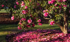 Kamelia w ogrodzie obsypana różowymi kwiatami, tworząc dywan płatków na ziemi.