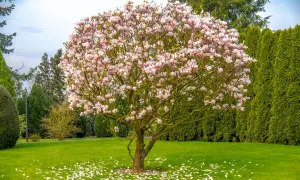 Rozkwitła magnolia w ogrodzie, obsypana różowymi kwiatami. Wokół niej zielona trawa i wysokie, gęste drzewa iglaste tworzą tło.