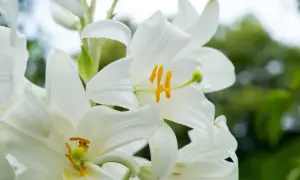 Białe, eleganckie kwiaty lilii św. Antoniego z żółtymi pręcikami, delikatnie rozchylone na tle zieleni.
