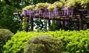 Pergola z kwitnącym, fioletowym glicynią i bujną zielenią.