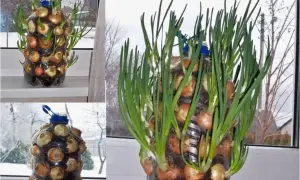 Poznaj kreatywne sposoby na wykorzystanie butelek plastikowych w ogrodzie