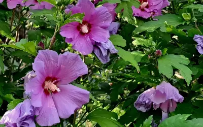 Kwiat hibiskus w doniczce, z fioletowymi, rozłożystymi płatkami i ciemniejszym środkiem, otoczony zielonymi liśćmi.