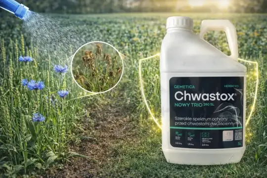 Oprysk Chwastox chroni pola przed chwastami dwuliściennymi, zapewniając zdrowy wzrost roślin.