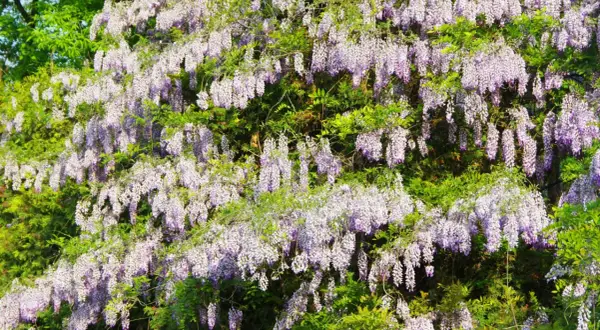 Kwiaty glicynii zwisają kaskadami. Choć piękne, warto wiedzieć, czy wisteria jest trująca, by zachować ostrożność.