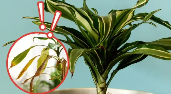 Dracena z żółknącymi liśćmi. Zwróć uwagę na podlewanie, by uniknąć przesuszenia.