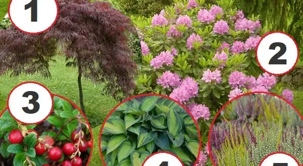 Jakie rośliny posadzić obok rododendronów: sprawdzone aranżacje ogrodowe