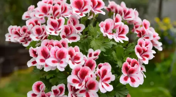 Kwitnące pelargonie angielskie w doniczce, z pięknymi, dwukolorowymi kwiatami w odcieniach bieli i głębokiej czerwieni.