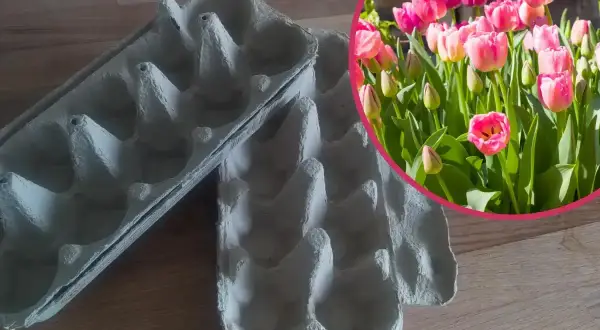 Puste wytłoczki po jajkach i bujne, różowe tulipany. Wskazówka, jak głęboko sadzić tulipany, by cieszyć się wiosennym kwitnieniem.