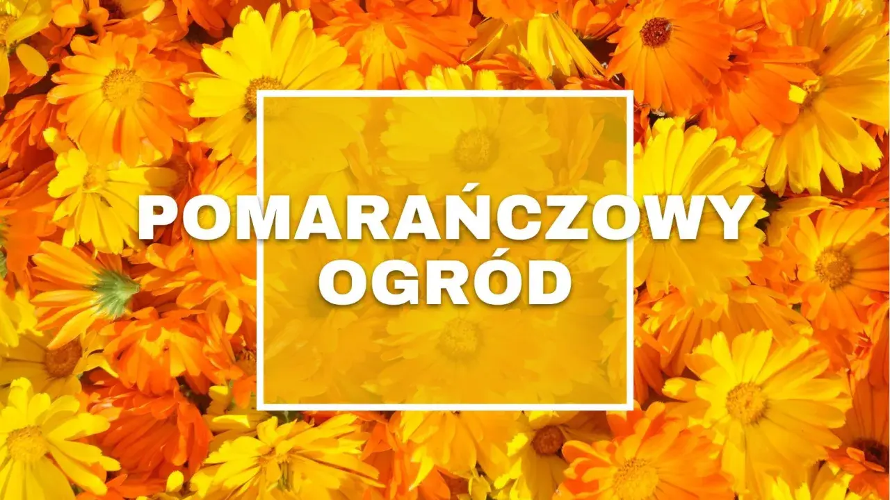 Gęsto ułożone, jaskrawe pomarańczowe kwiaty tworzą tło dla białego napisu "POMARAŃCZOWY OGRÓD".