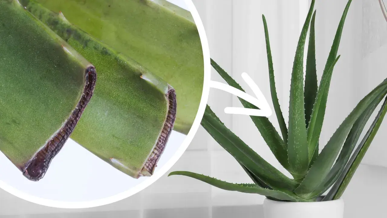 Zbliżenie na odcięte liście aloesu i dorodną roślinę w doniczce. Dowiedz się, jak ukorzenić aloes.
