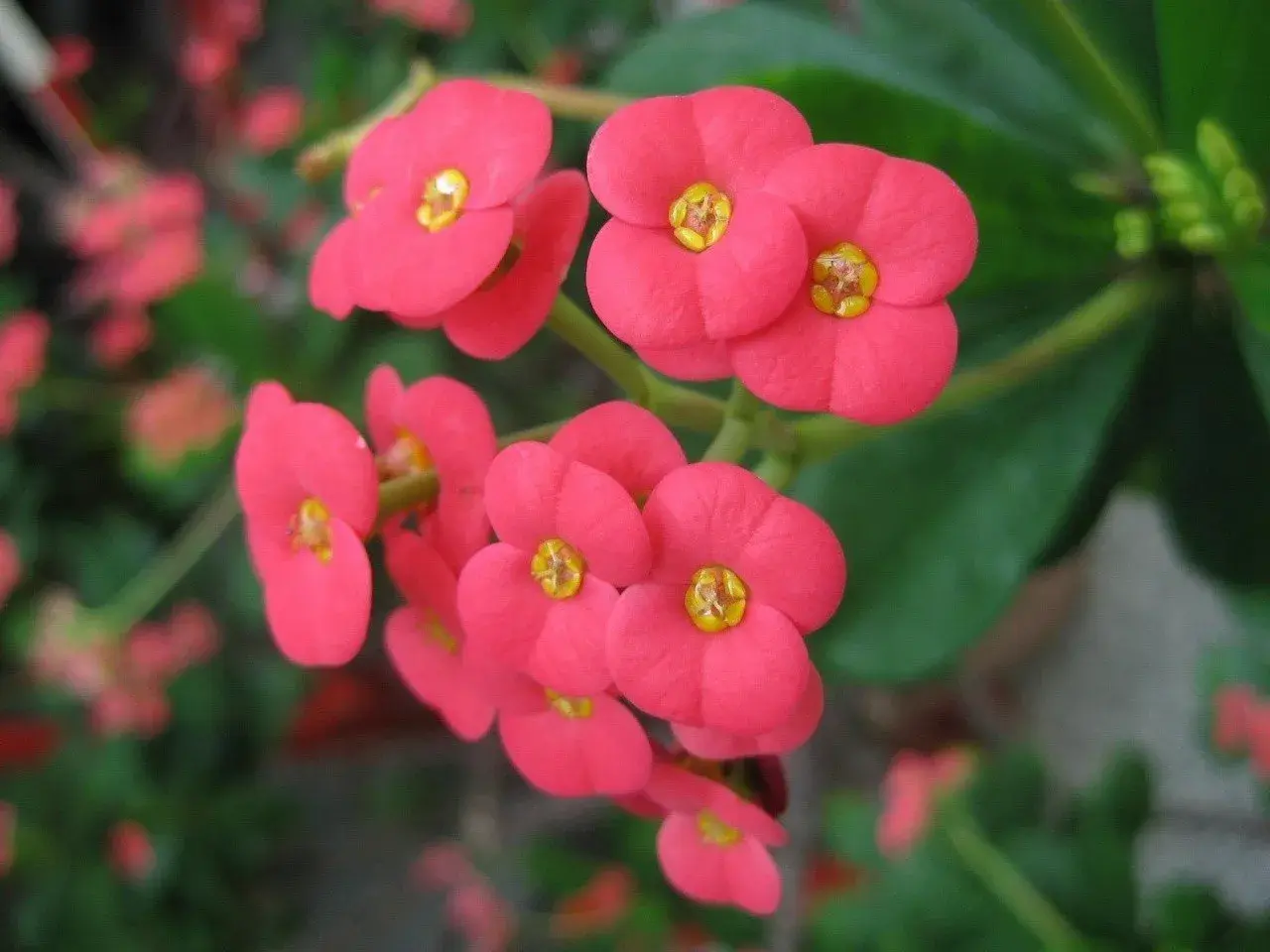 Jasnoróżowe kwiaty Euphorbia milii, zwane koroną cierniową, tworzą bukiet.