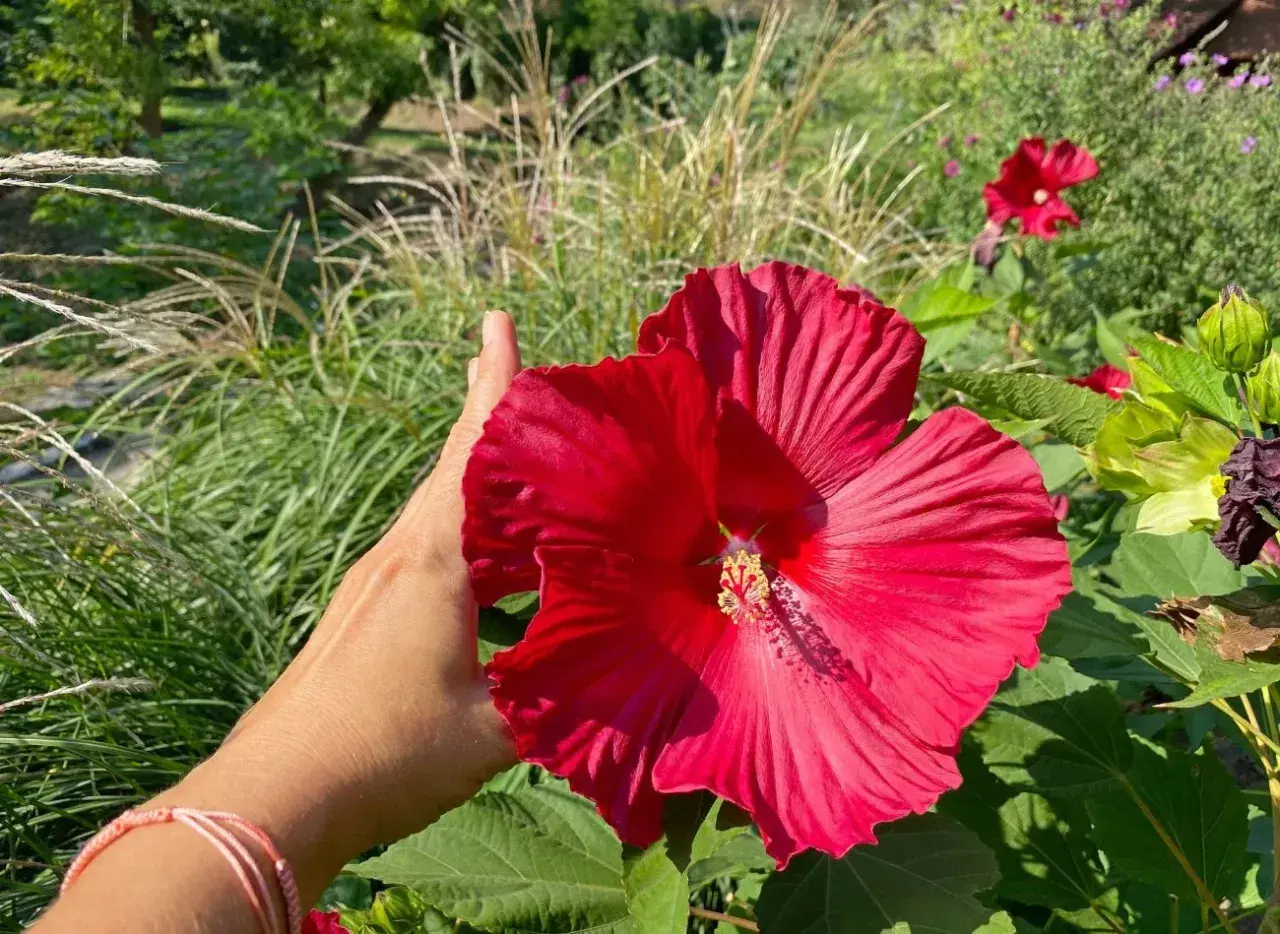 Dłoń podtrzymuje wielki, czerwony hibiskus bagienny. Wspaniała uprawa!